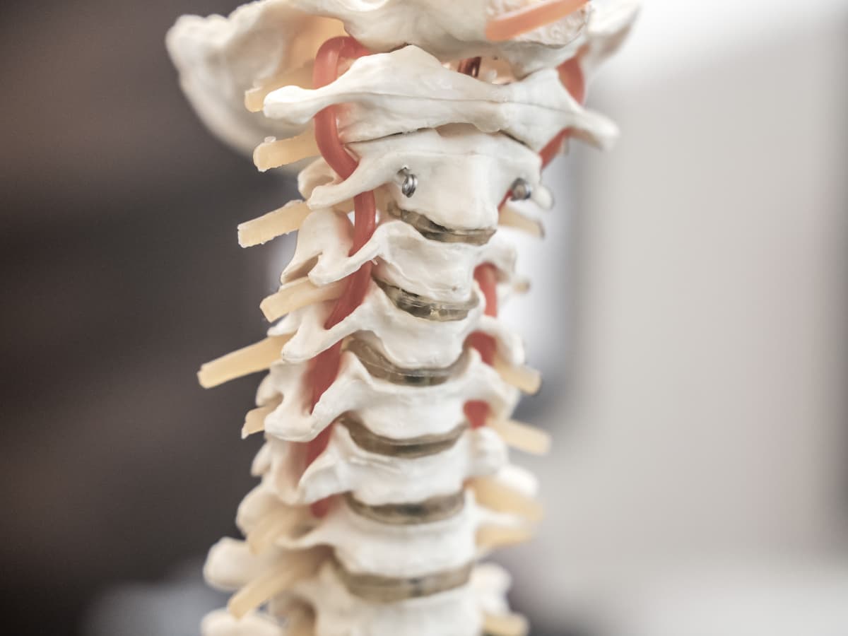 Skeleton