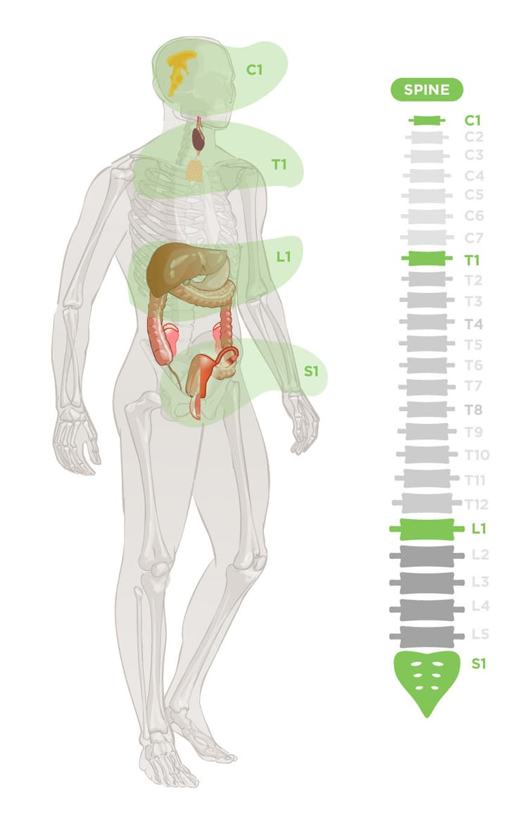 Glandular System