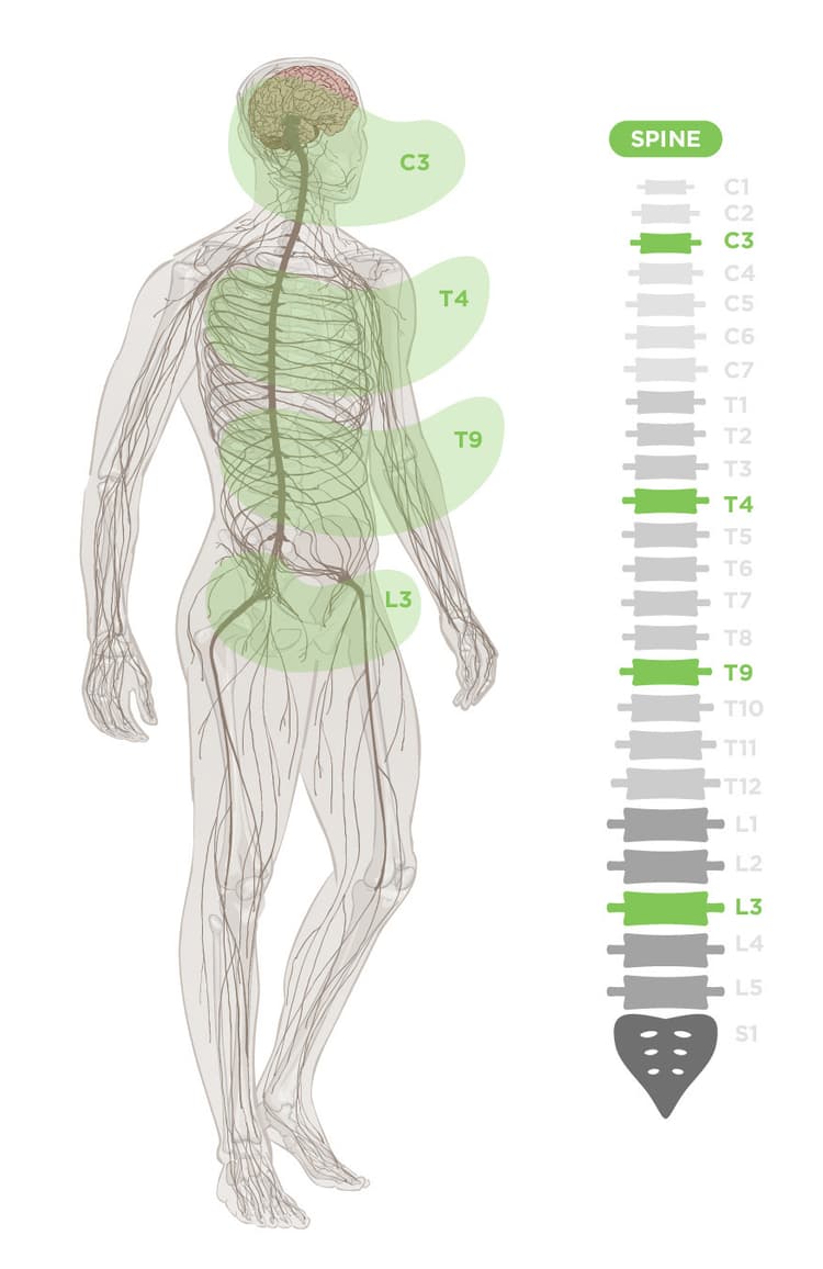 Nervous System