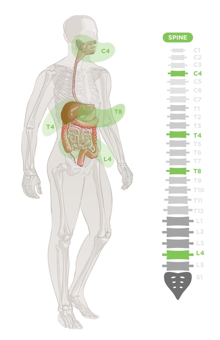 Digestive System