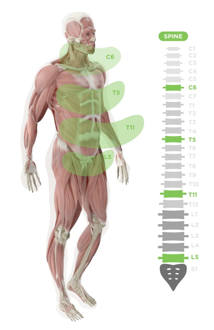 Muscular System