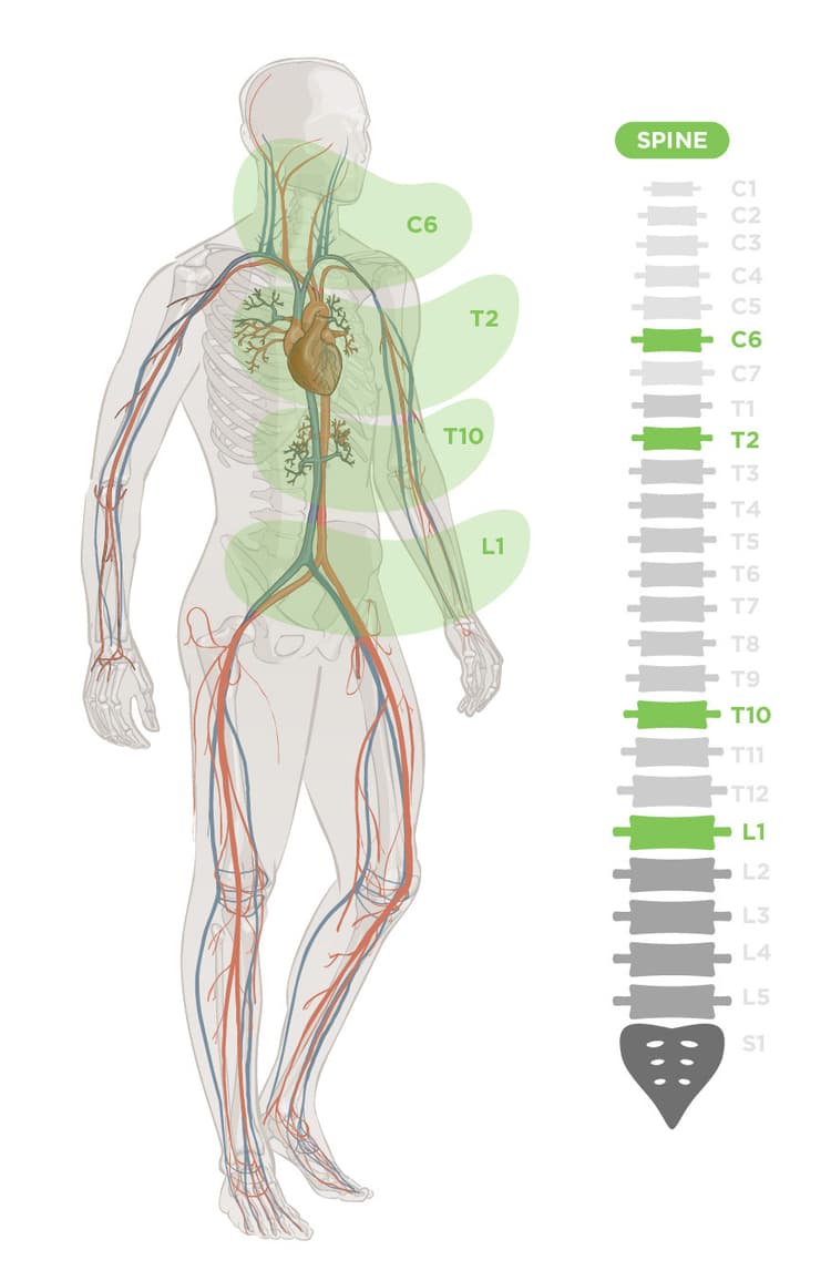 Circulatory System